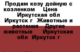 Продам козу дойную с козленком  › Цена ­ 6 000 - Иркутская обл., Иркутск г. Животные и растения » Другие животные   . Иркутская обл.,Иркутск г.